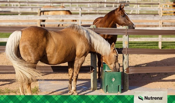 Water - The Most Important Nutrient for Horses