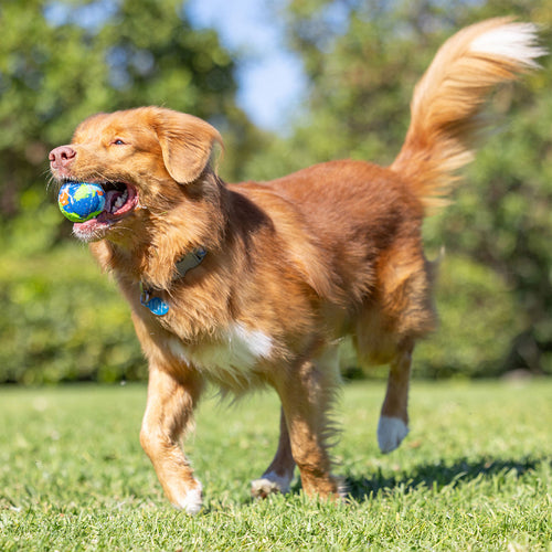 Petmate Chuckit! EcoFetch Recycled Rubber Fetch Ball Medium Dog Toy